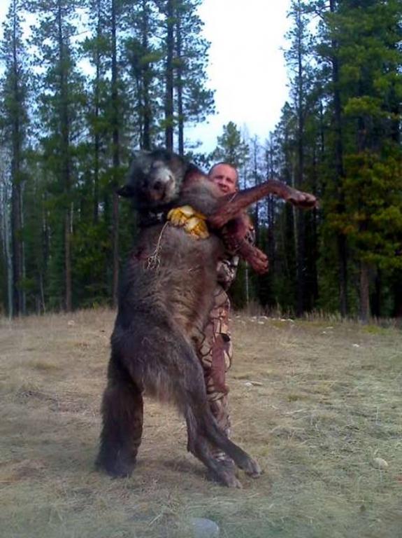 World Record Wolf, Alberta Hunting