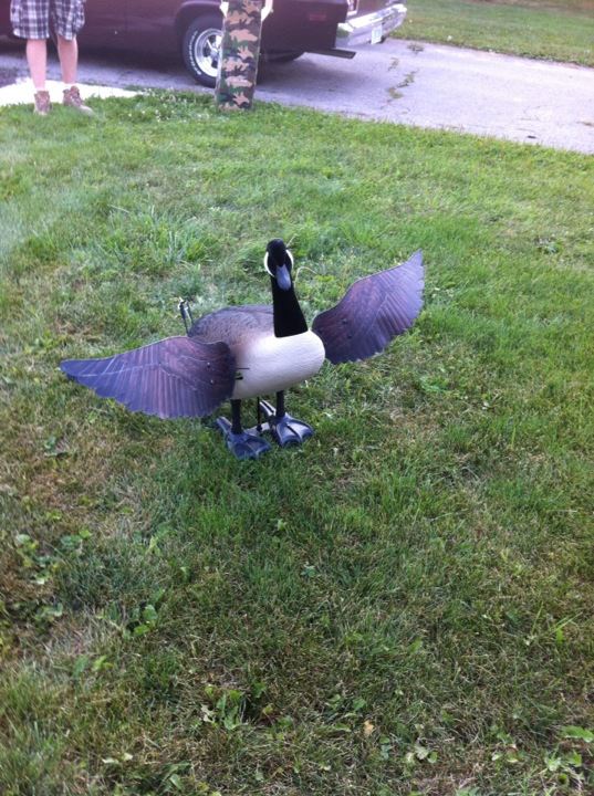 Flapper Goose decoy Hunting