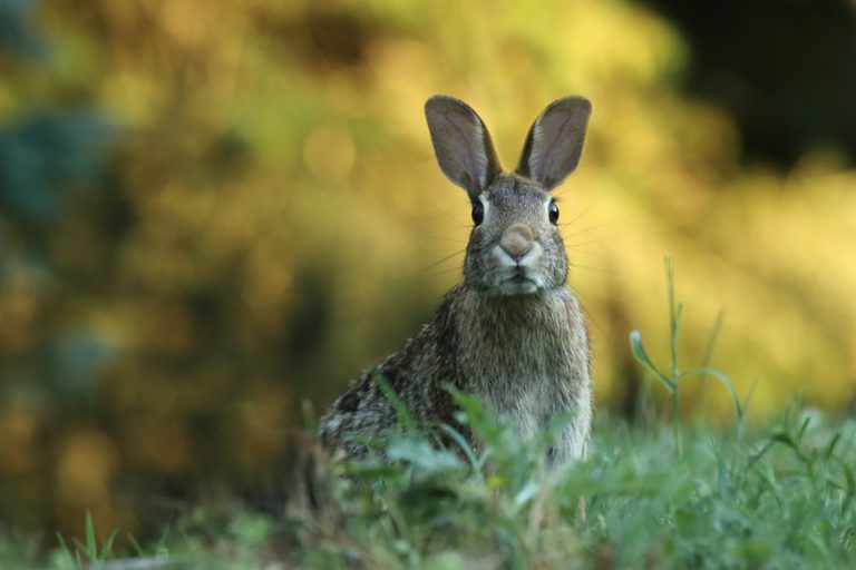 Best Choke For Rabbit Hunting Hunter Guide