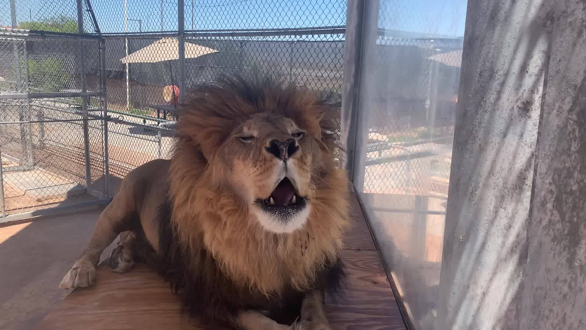 The Lion Habitat Ranch Hunter Marketing Group