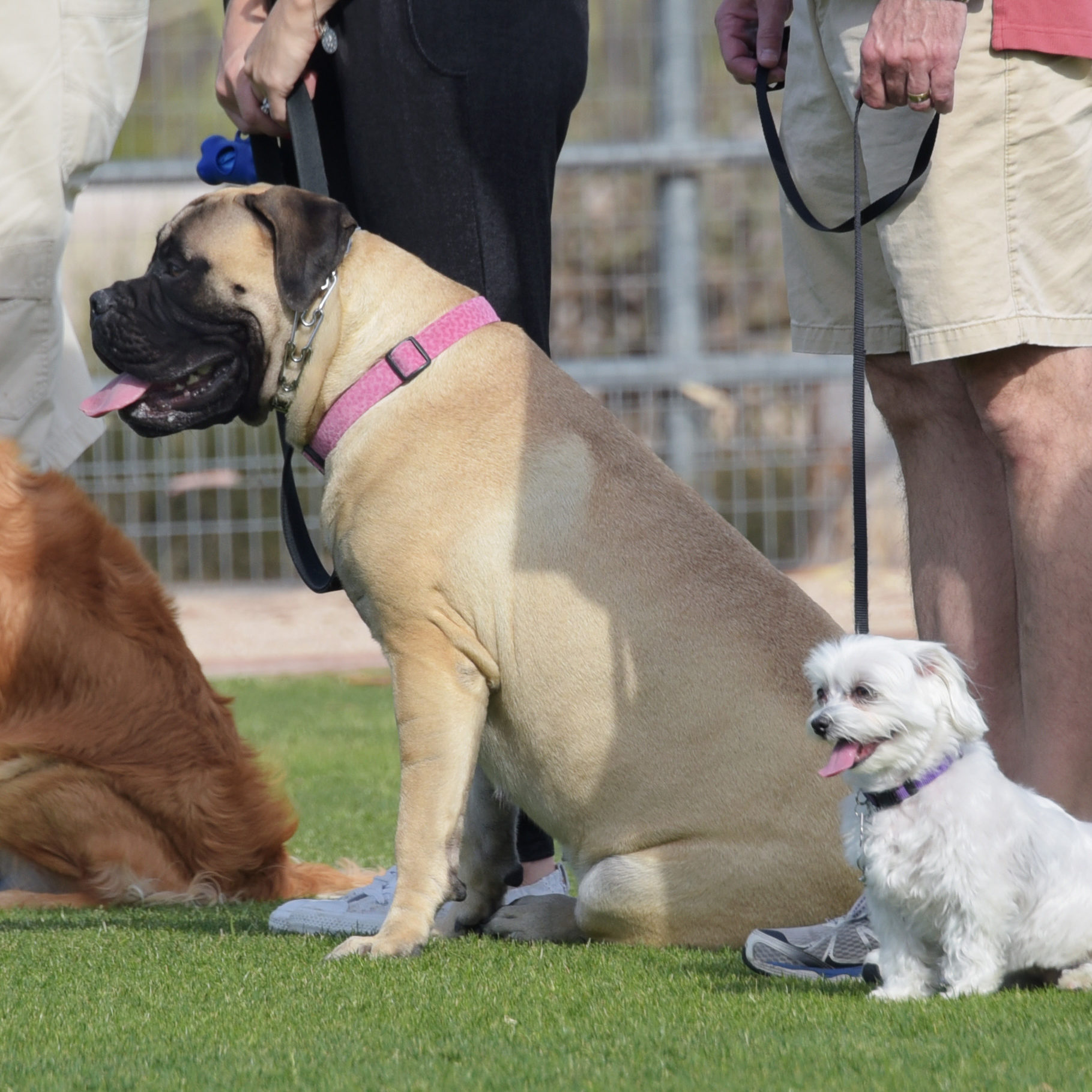 Dog training classes Group Classes Beginner/Expert Hunter Canine