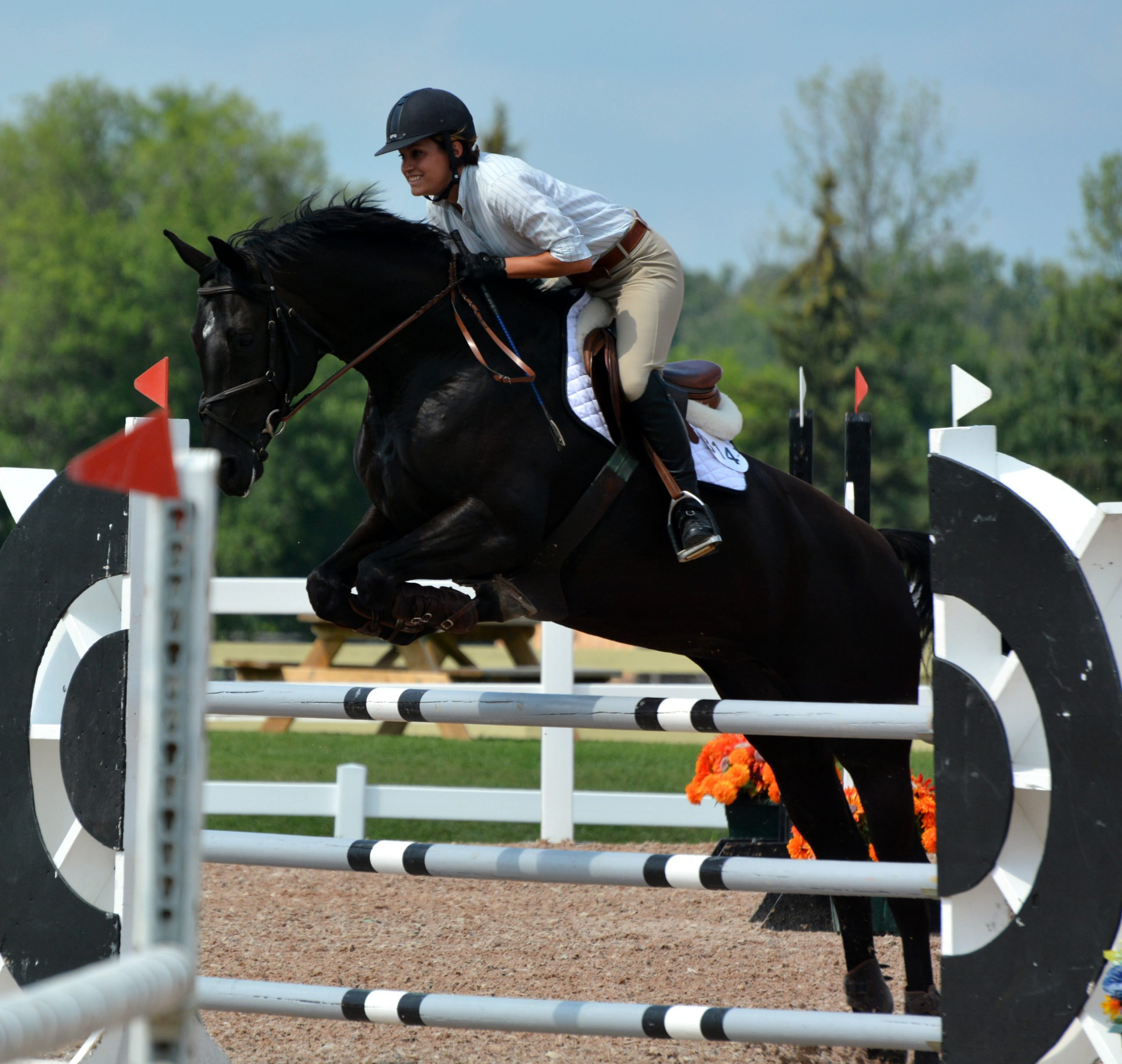 Buy a horse Hunter Jumper Horses for Sale Hunter Jumper Match
