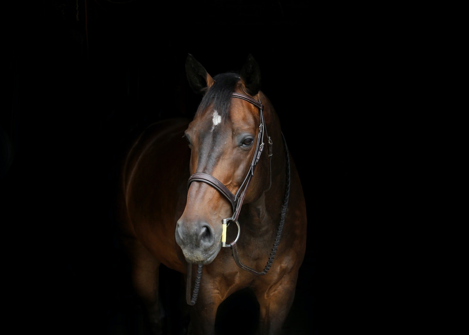 Hunter Jumper Horses for Sale Hunter Jumper Match Find your Next