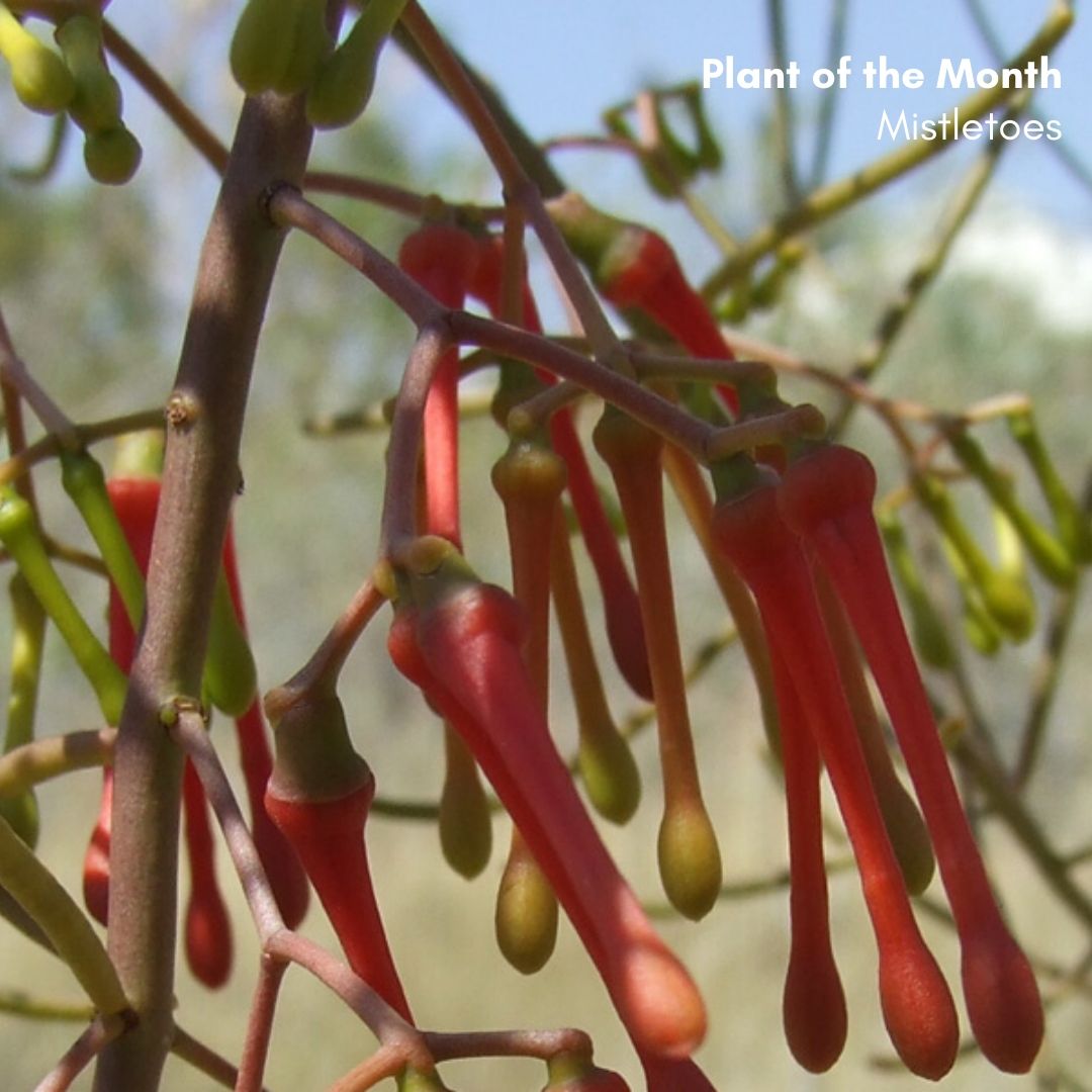 Standing under the Mistletoe Hunter Region Landcare Network