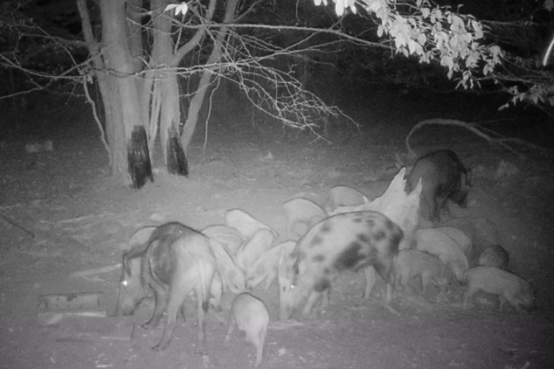 Brine For Wild Boar at Albert Lewis blog