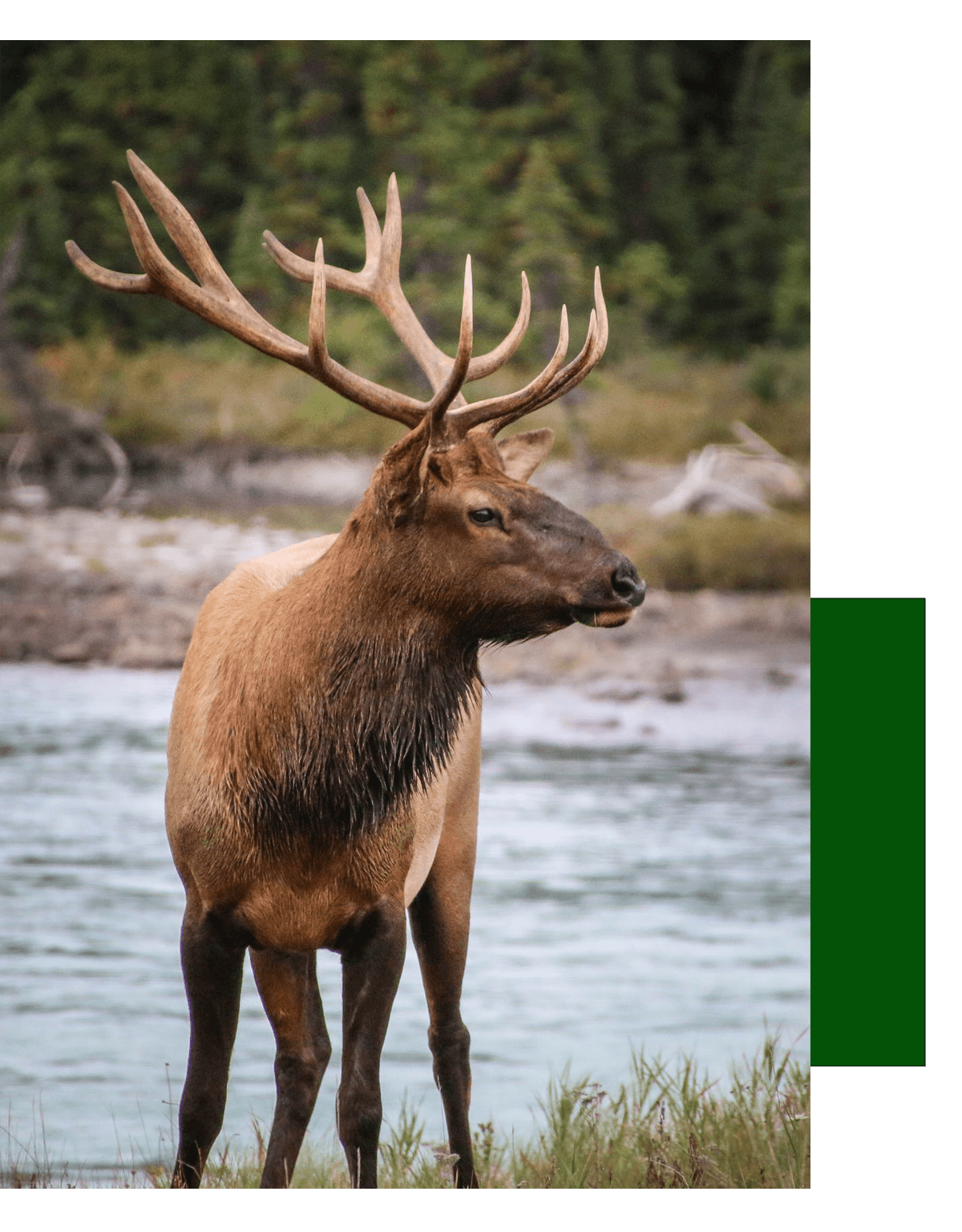 Red Deer and Elk Hunting In Poplarville Mississippi