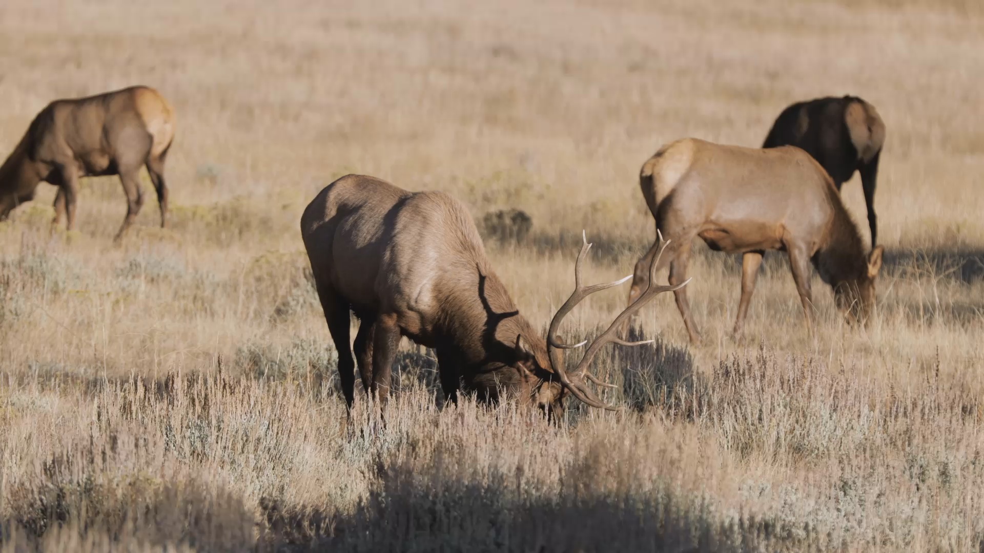 Red Deer and Elk Hunting in Poplarville, Mississippi Hunters Bluff