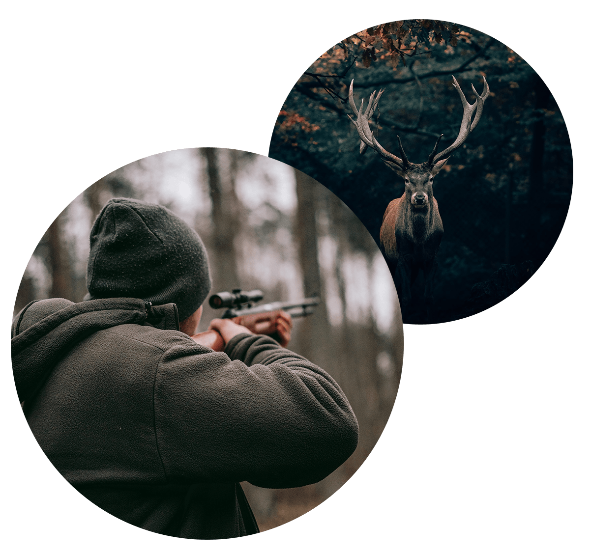 Red Deer and Elk Hunting In Poplarville Mississippi