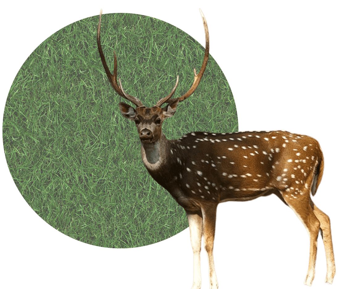 Red Deer and Elk Hunting In Poplarville Mississippi