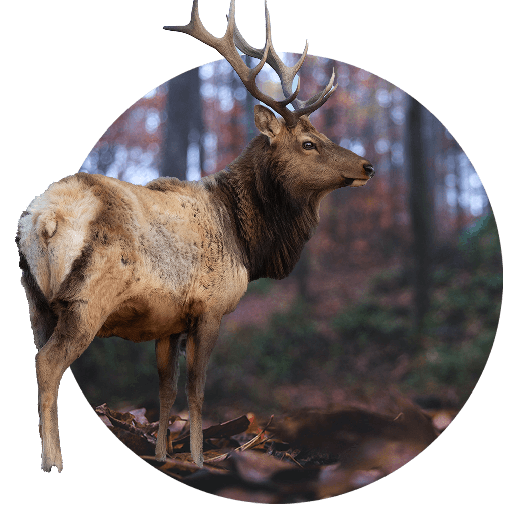 Red Deer and Elk Hunting In Poplarville Mississippi