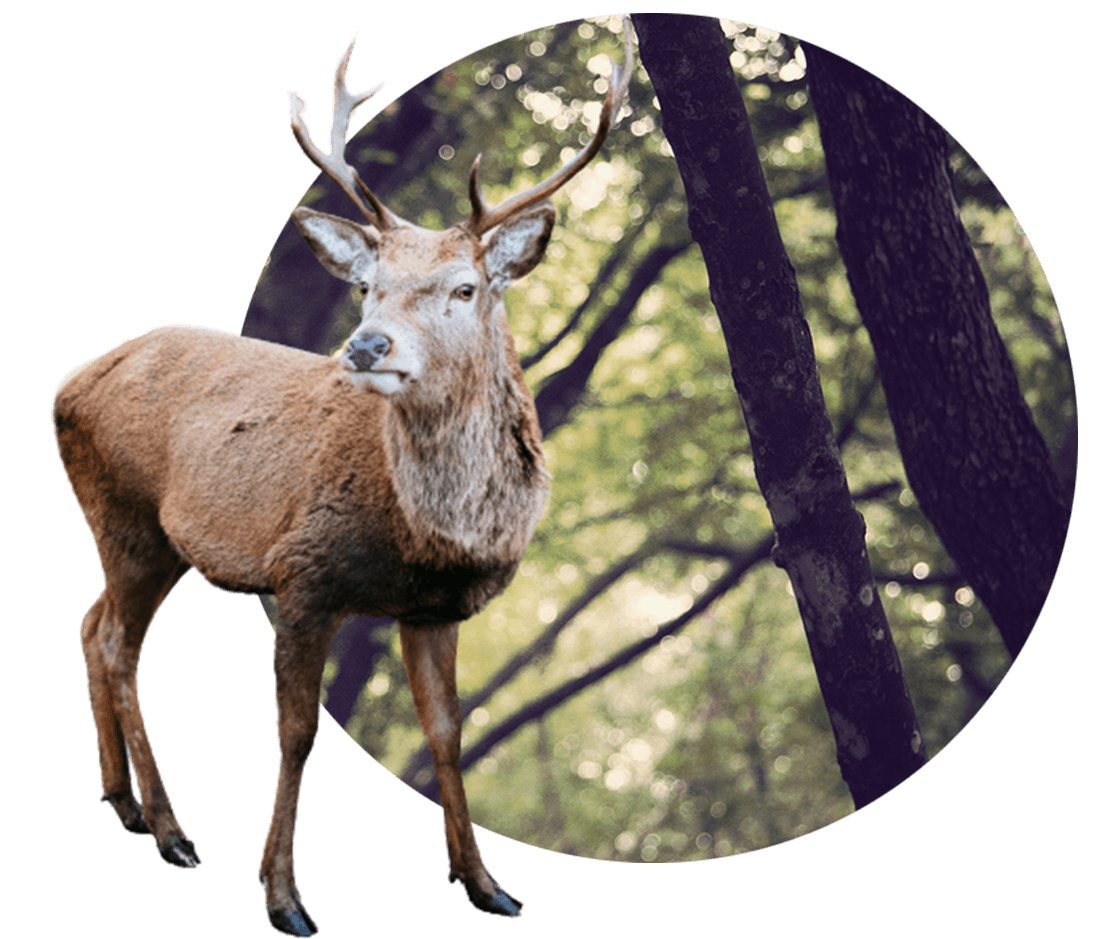 Red Deer and Elk Hunting In Poplarville Mississippi