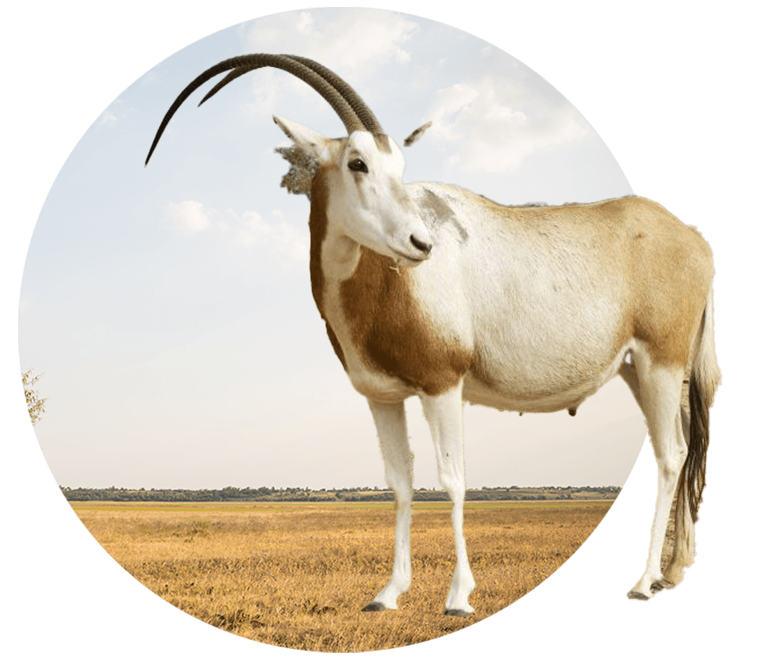 Red Deer and Elk Hunting In Poplarville Mississippi