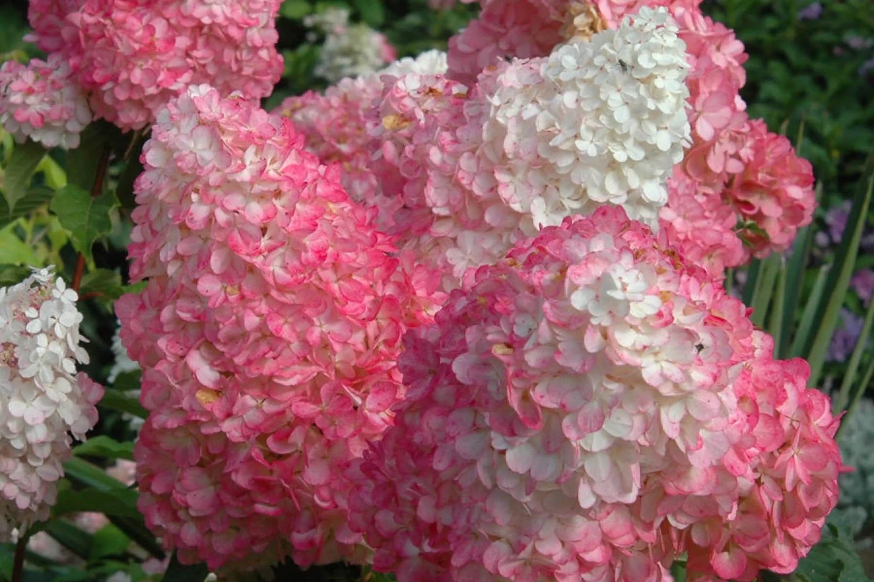 Hunters Garden Centre & Flower Shop Vancouver & Surrey B.C.