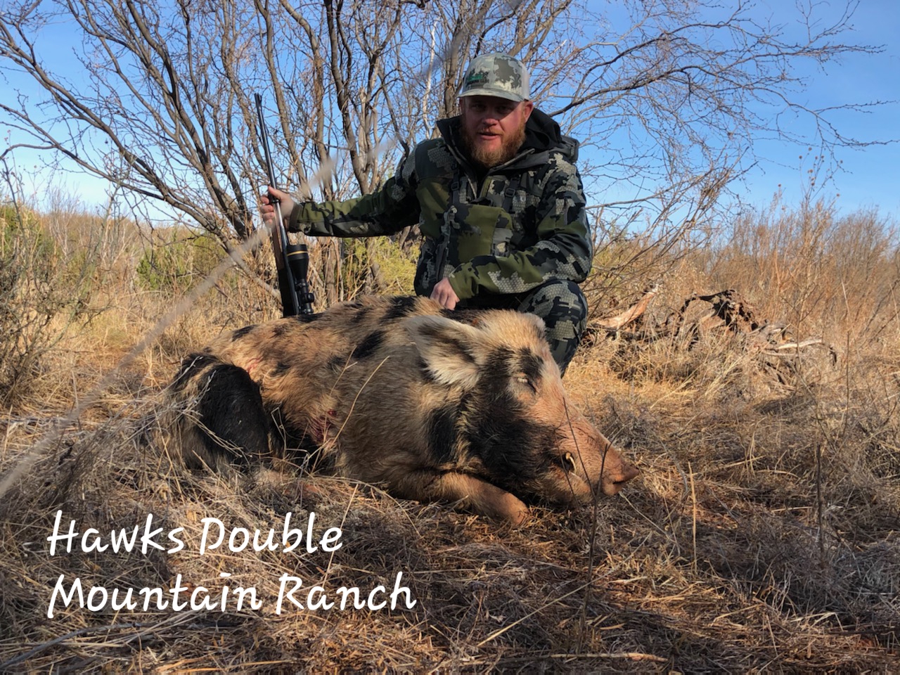 Hog Hunting Hawks Double Mountain Ranch