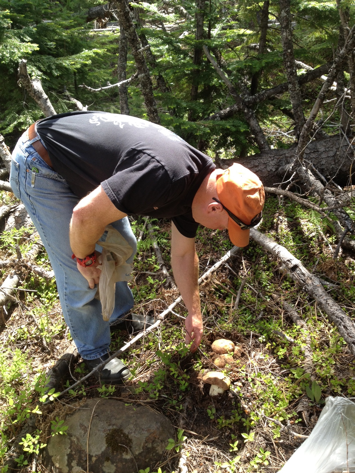 Mushroom Hunting in OregonPrecious on the line again