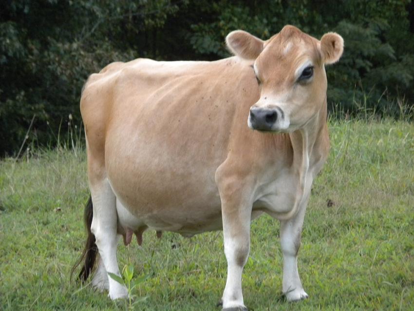 Jersey Cows Known For at Don Kenner blog
