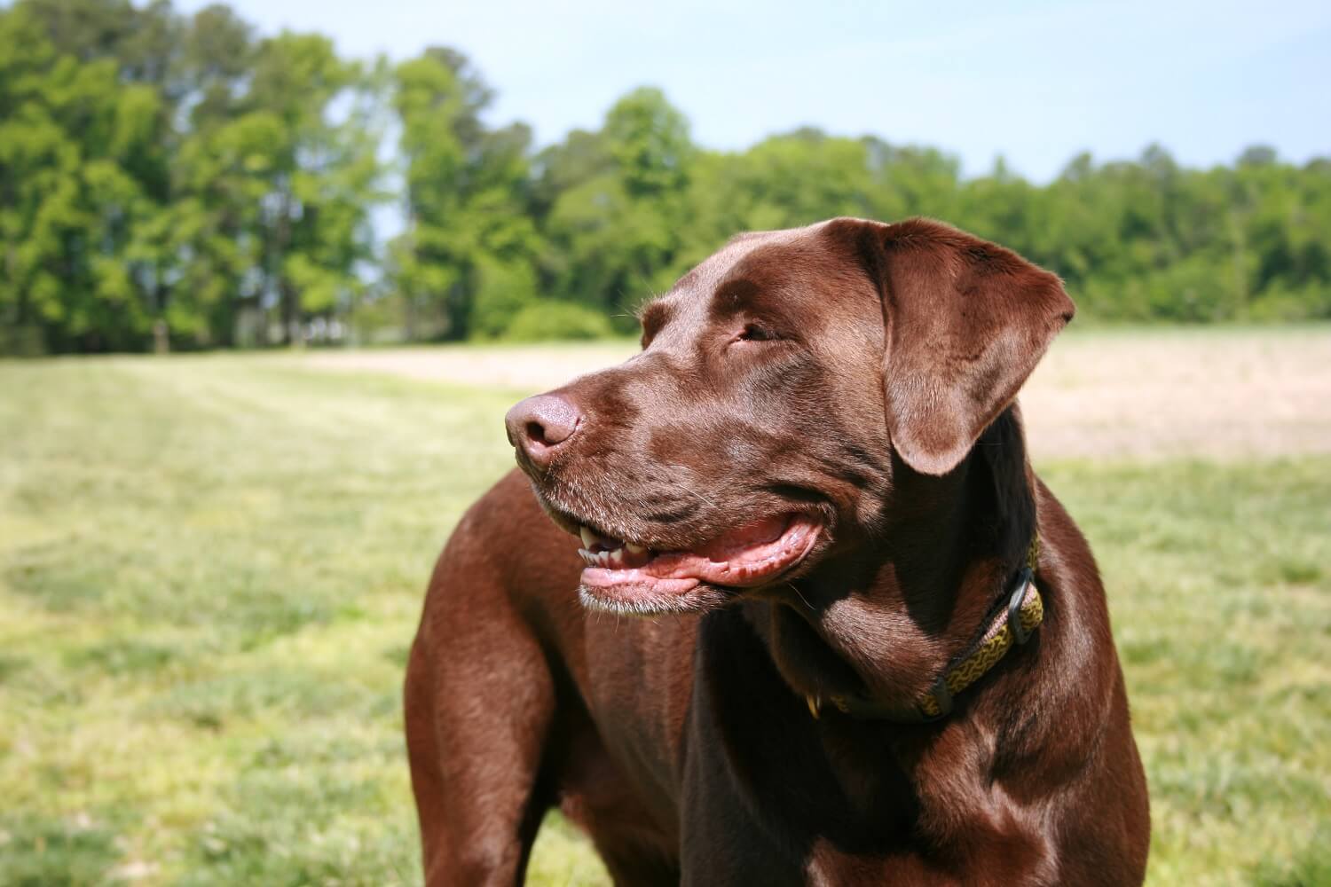 Pet Friendly Bed and Breakfast Maryland Inn at Huntingfield Creek