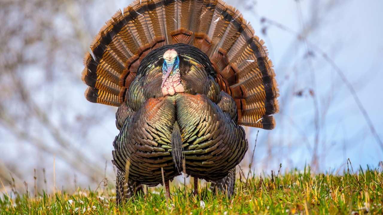Hunting Turkey with a Rifle AR for Poultry? Hunting and Fishing
