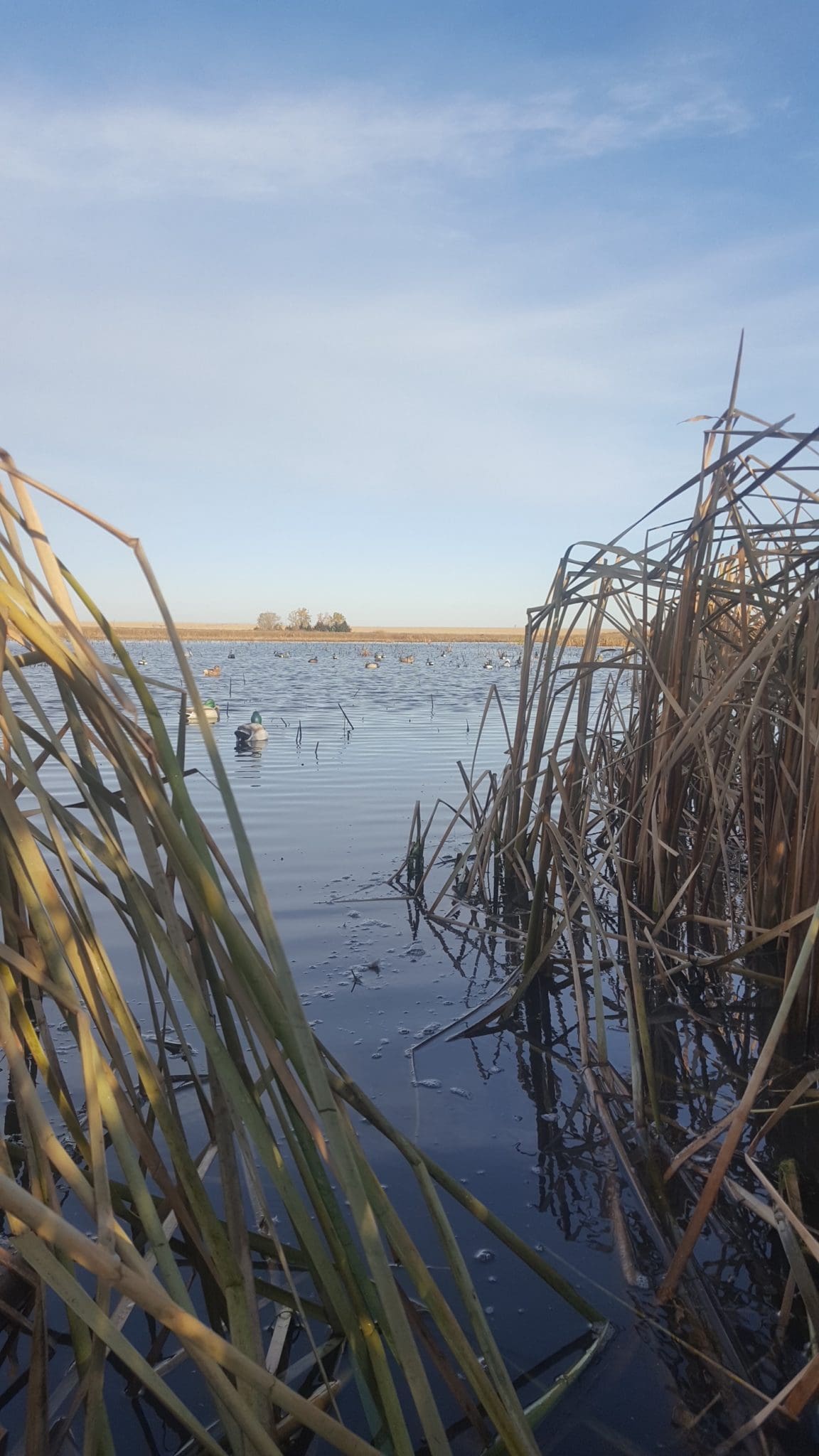 What to Look for in Waterfowl Hunting Property