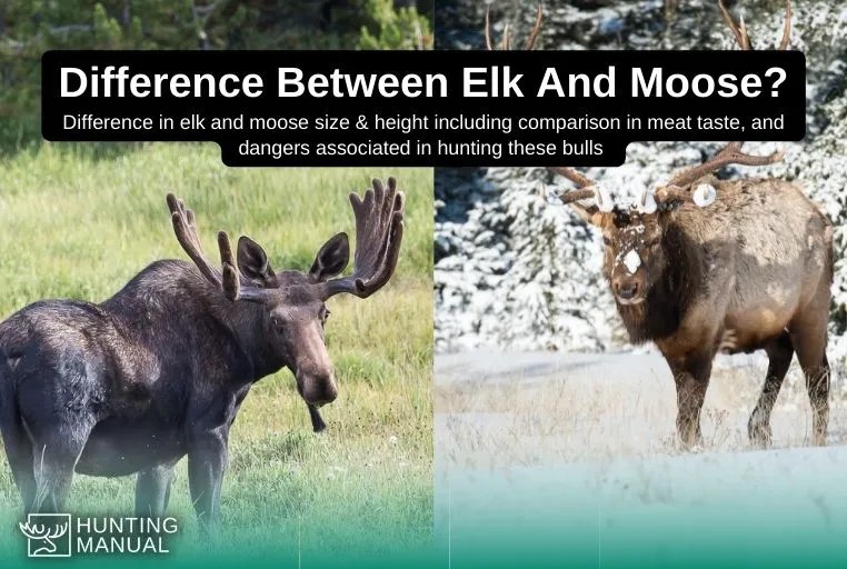 Difference Between Elk And Moose 2022 Size, Height & Meat