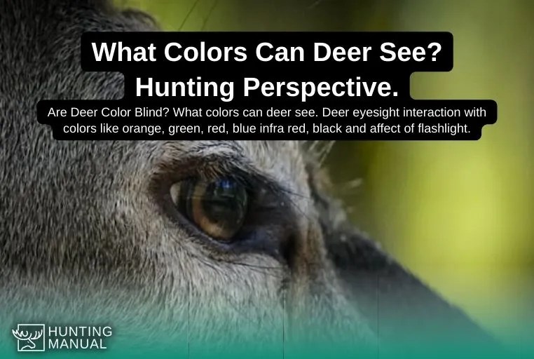 What Colors Can Deer See (2022) Are Deer Color Blind?