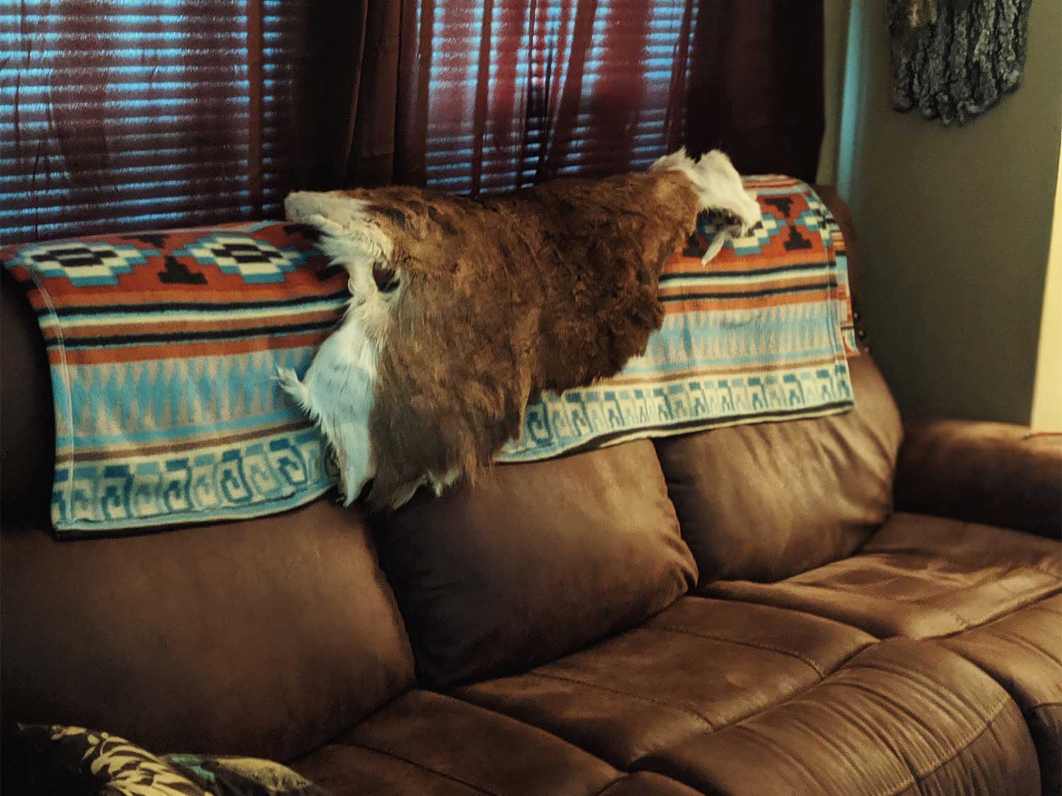 How to Tan a Deer Hide, the Easy Way Hunting Note