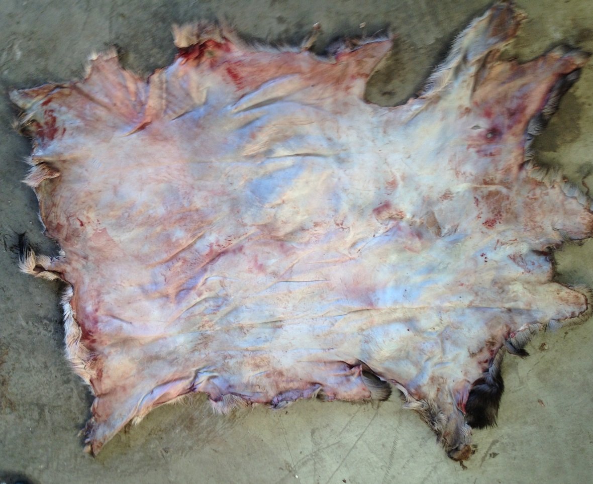 How to Tan a Deer Hide, the Easy Way Hunting Note