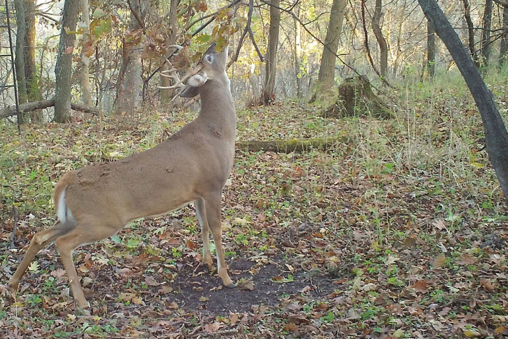 How Far Can Deer Smell Molasses? Hunting Note