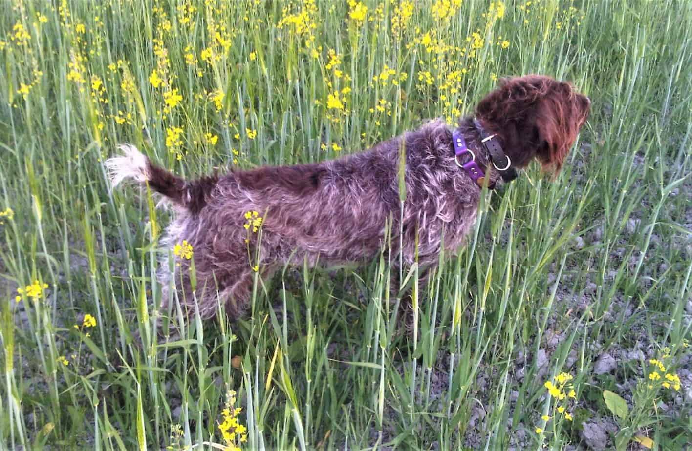Why bird dogs have short tails Hunting Pup