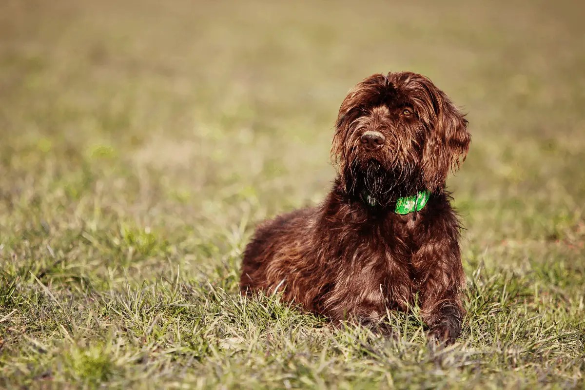 Hunting Dogs with Beards 5 Breeds to Know Hunting Pup