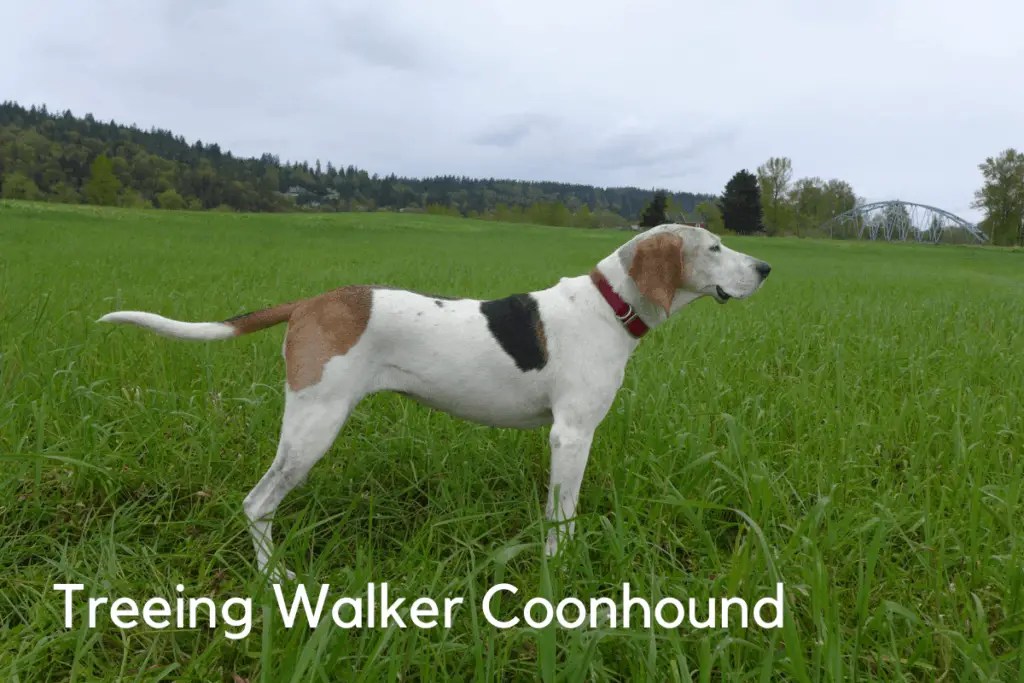 9 Best Hog Hunting dogs KeepingDog