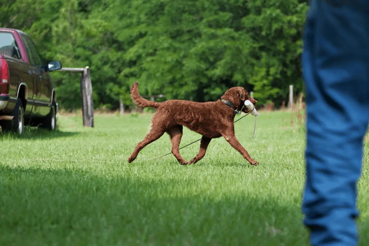 Bird Dog Competition Guide Start Here!