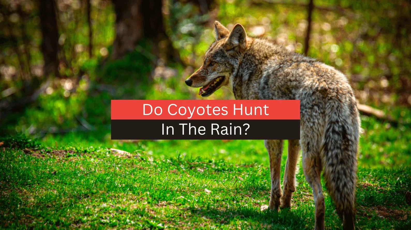 Do Coyotes Hunt In The Rain (2023 Full Guide)