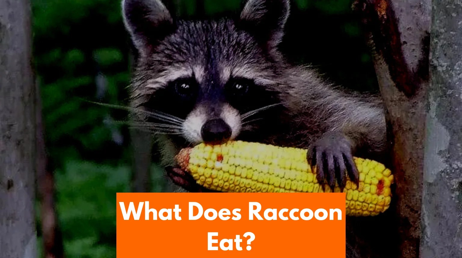 What do raccoons eat? A detailed guide