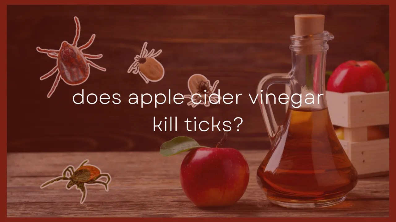 Does Apple Cider Vinegar Kill Ticks?