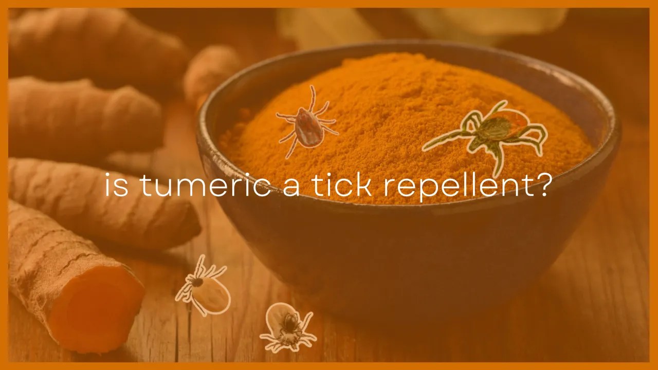 Is Turmeric a Tick Repellent? Does It Actually Work?