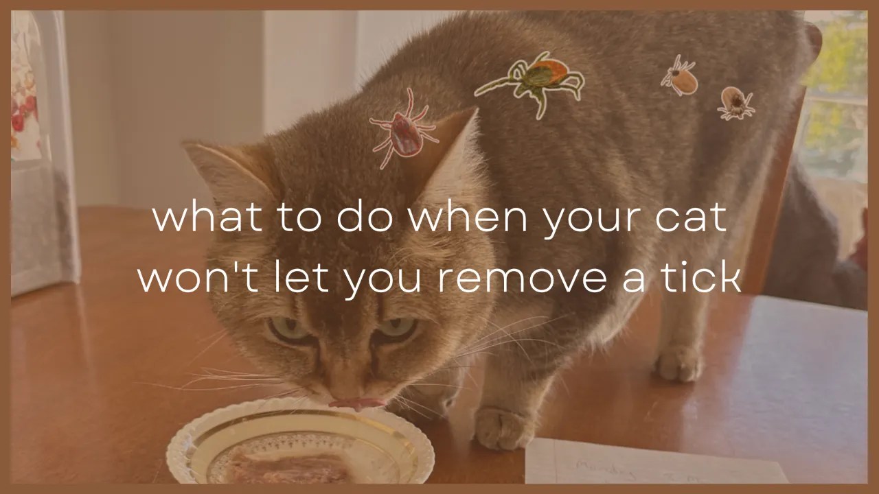What to Do When Your Cat Won’t Let You Remove a Tick