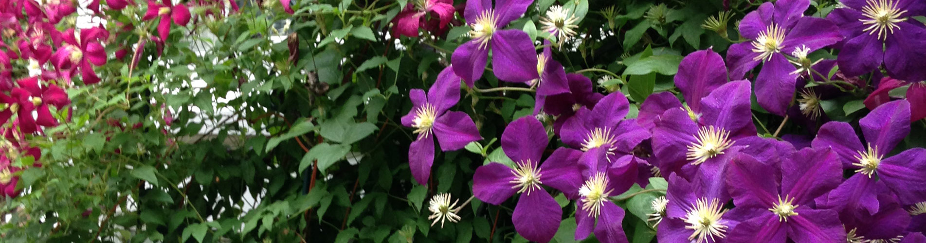 Contact Us Huntree Nursery