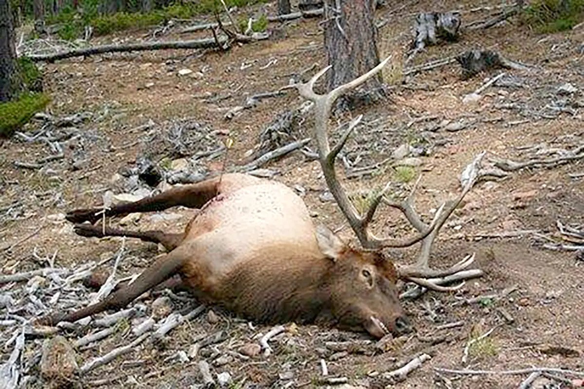 Elk Sheep Mountain Outfitters