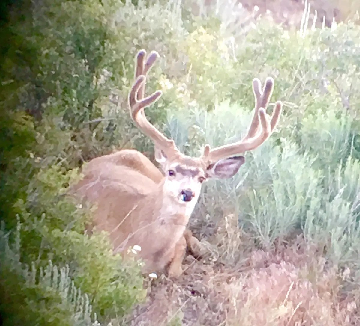 Scouting Sheep Mountain Outfitters
