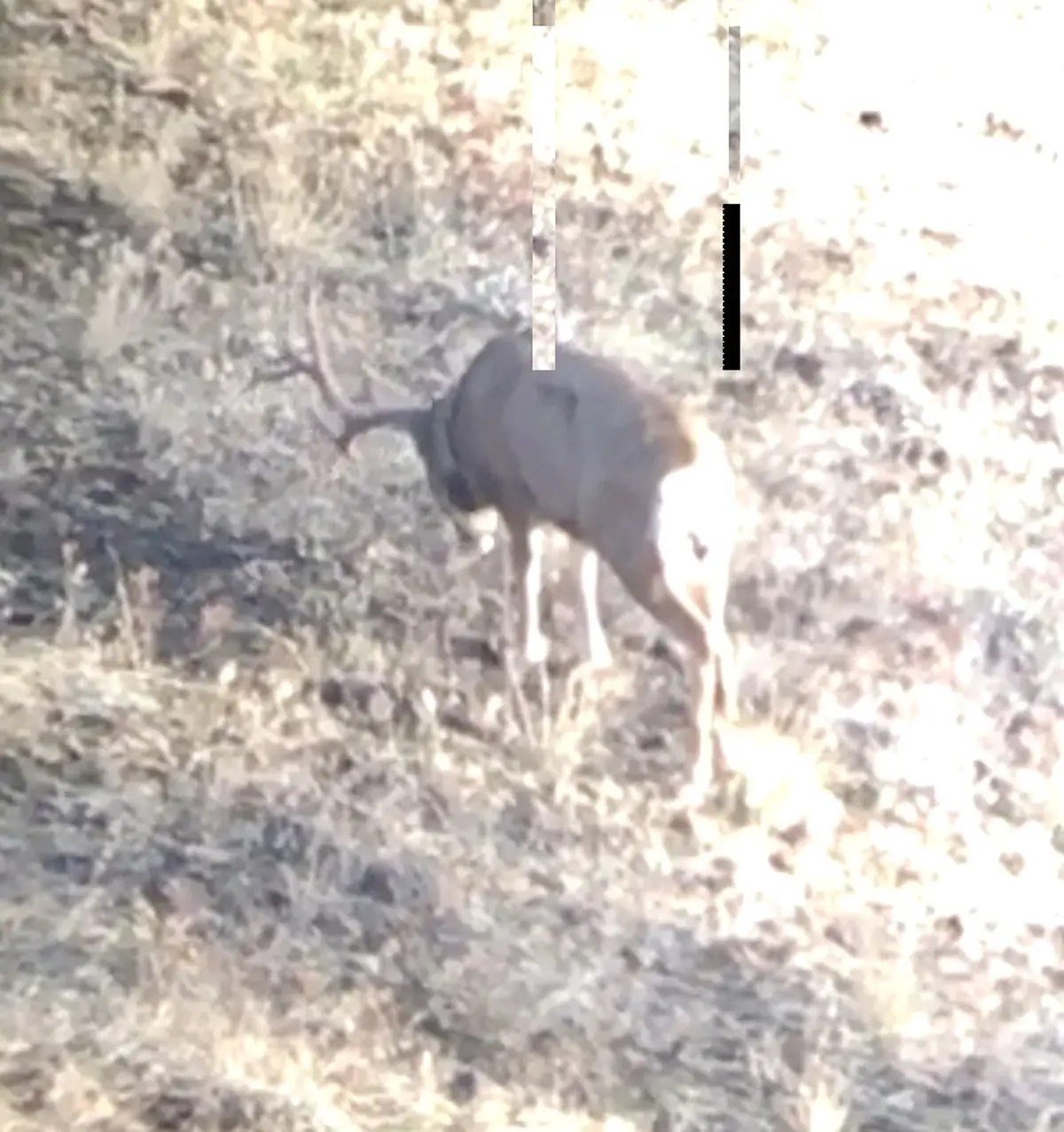 Scouting Sheep Mountain Outfitters