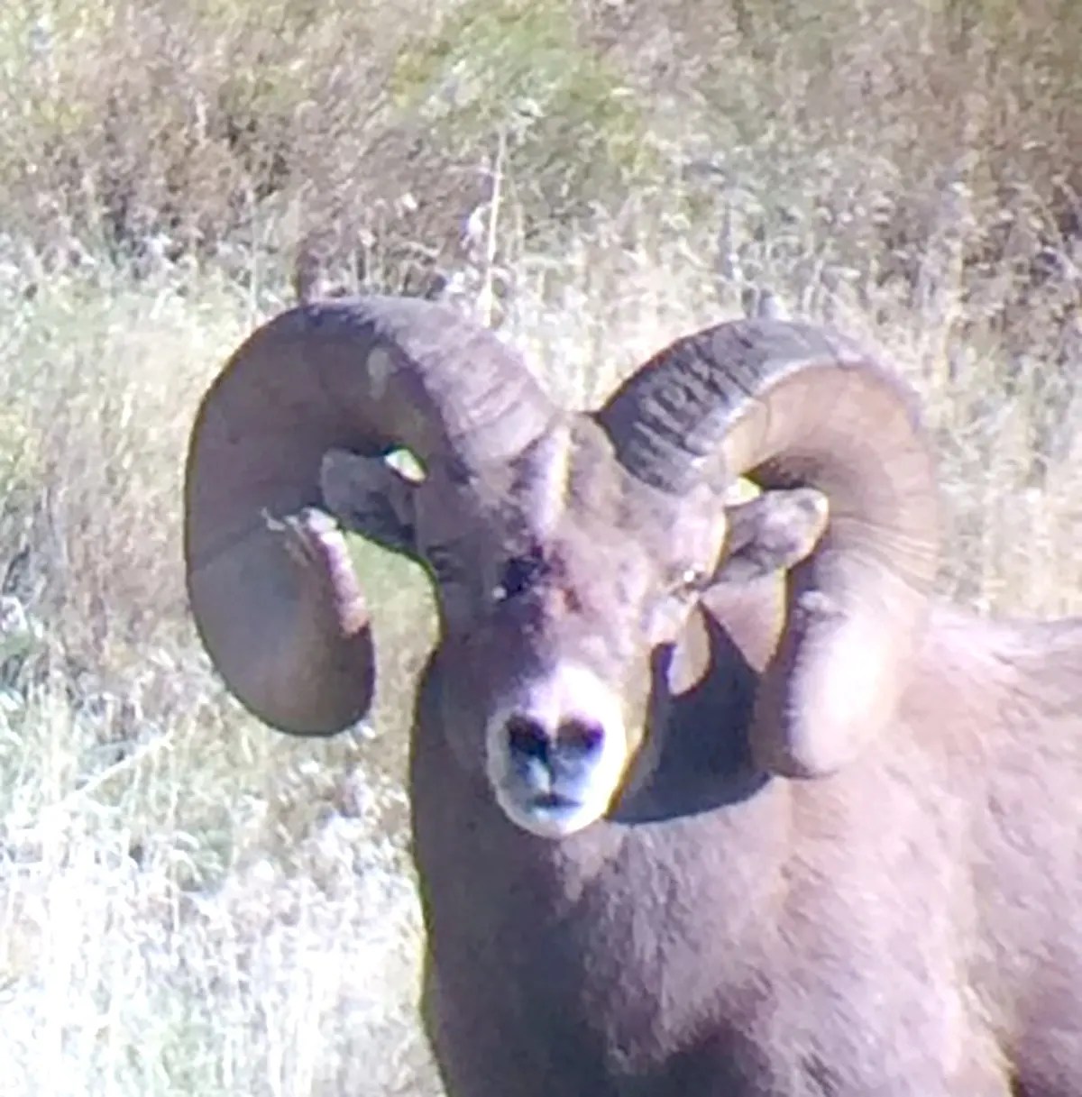 Scouting Sheep Mountain Outfitters