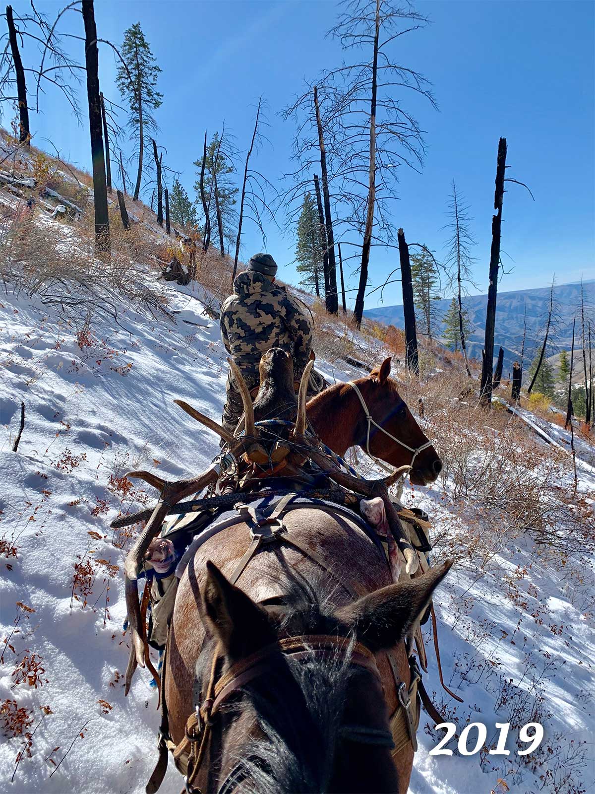 Scouting Sheep Mountain Outfitters