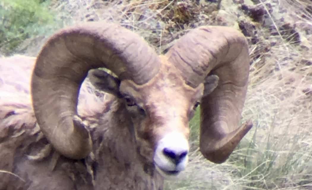 Sheep Sheep Mountain Outfitters