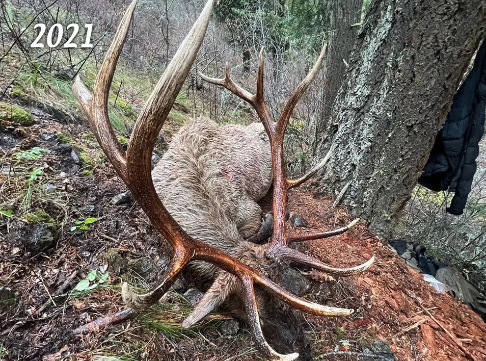 Elk Sheep Mountain Outfitters