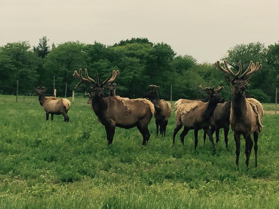 Trophy Ridge Ranch Game Farm and Guide Service Listing