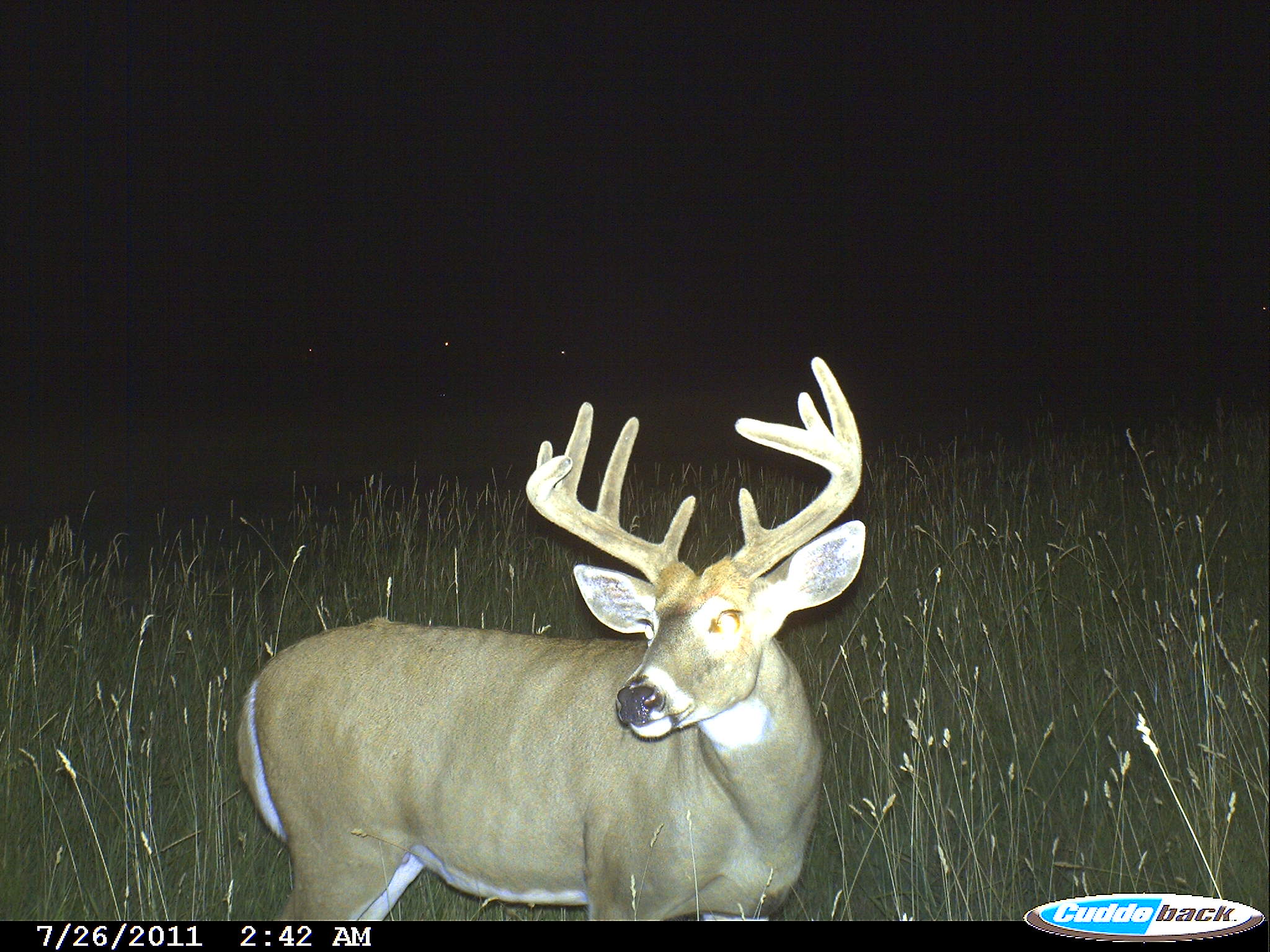 Deer Trail Cam Photos Montana Hunting Outfitter