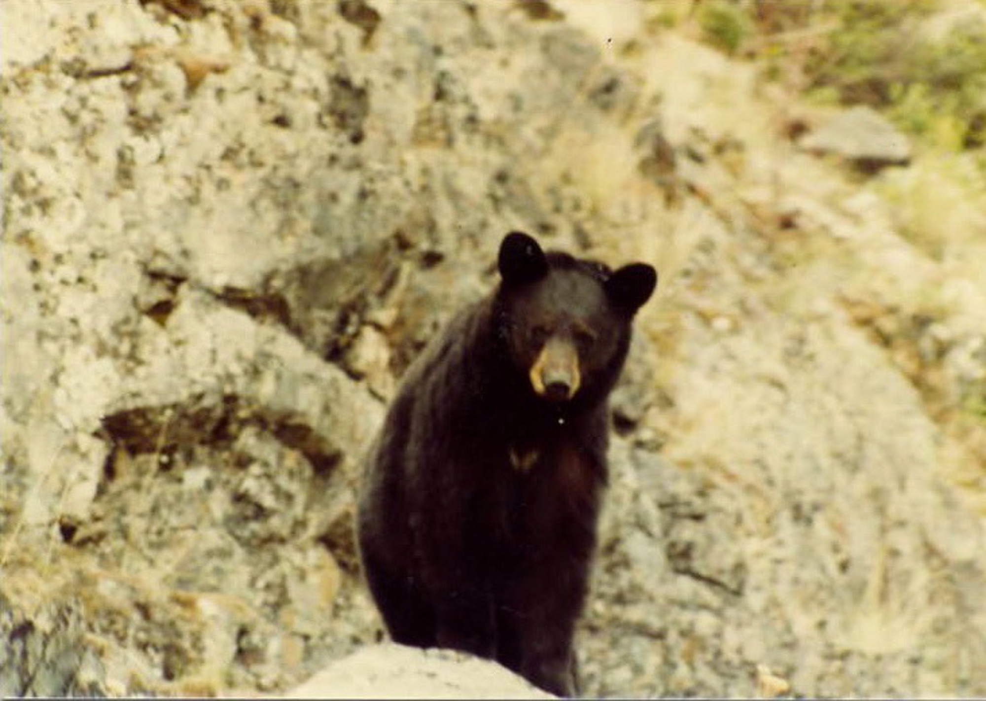 Bear Hunting Trips, Fall, Spring Bear Hunts, Big Trophy Bear