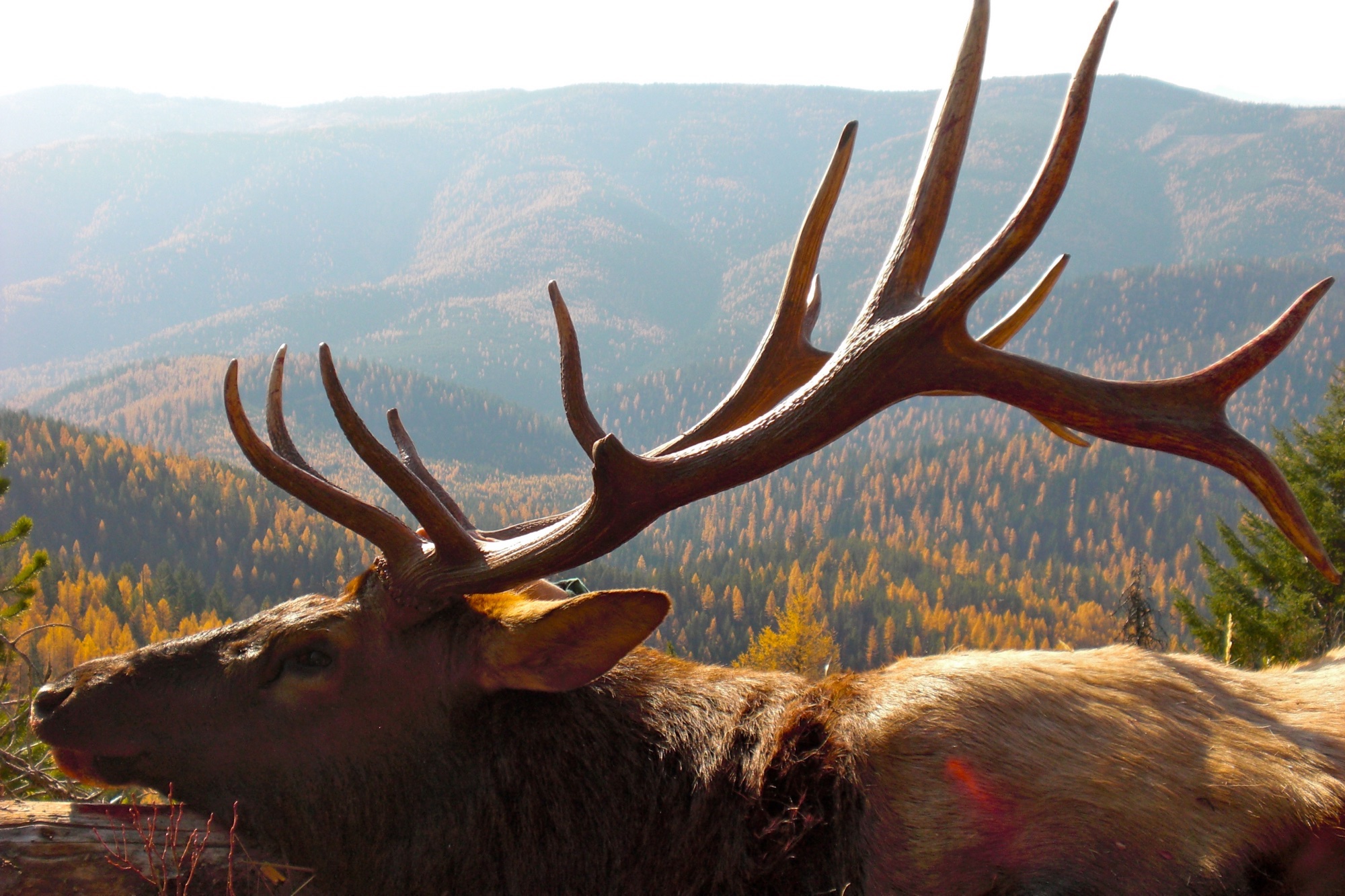 Elk Hunting Trips, Rifle, Archery Big Bull Elk Hunts