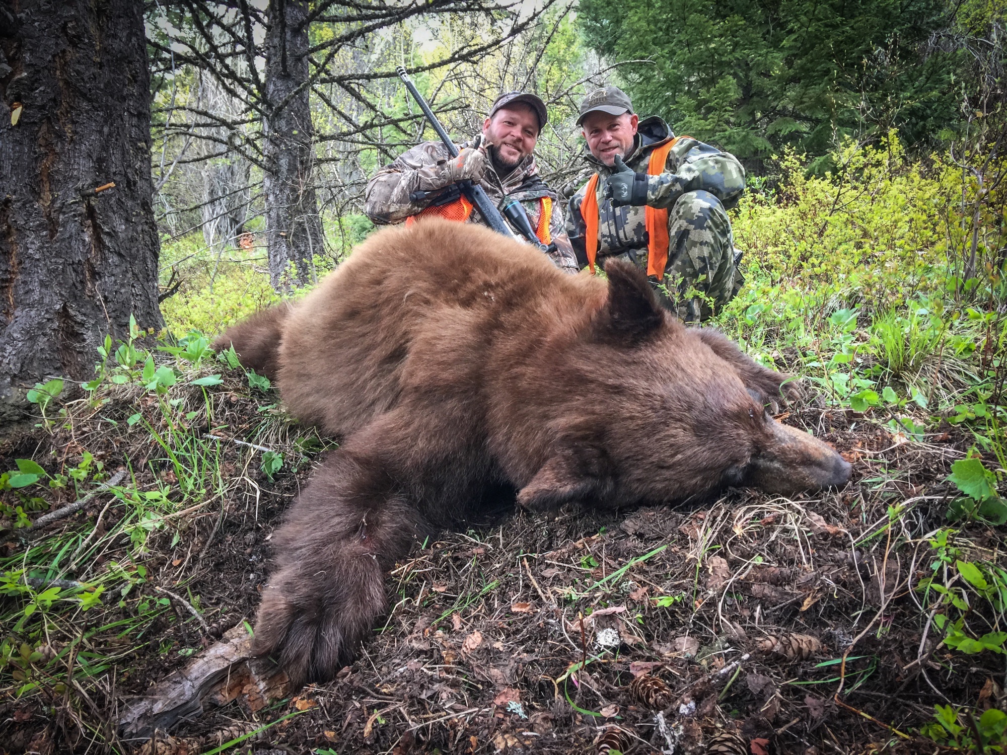 Bear Hunting Trips, Fall, Spring Bear Hunts, Big Trophy Bear